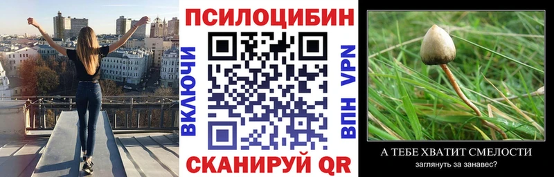 Купить где  Почеп  Галлюциногенные грибы Psilocybe 